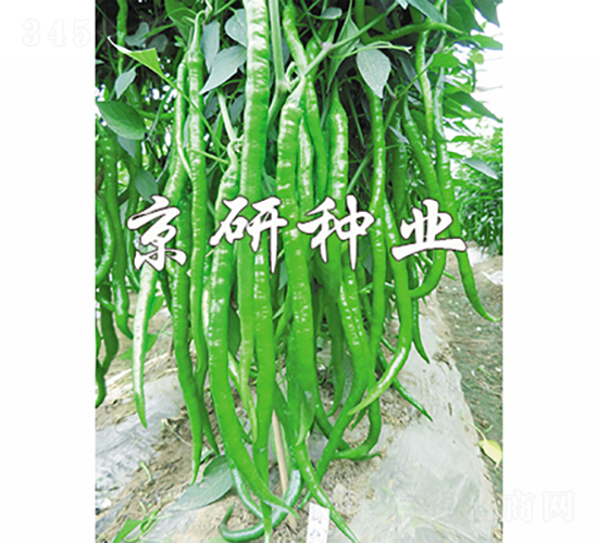 ����2̖(h��o)-�����N��-���зN�I(y��)