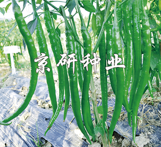 ����3̖-�����N��-���зN�I(y��)