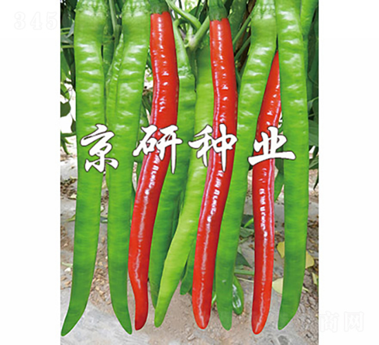 京線4號-辣椒種子-京研種業(yè)