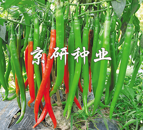 ����6̖(h��o)-�����N��-���зN�I(y��)