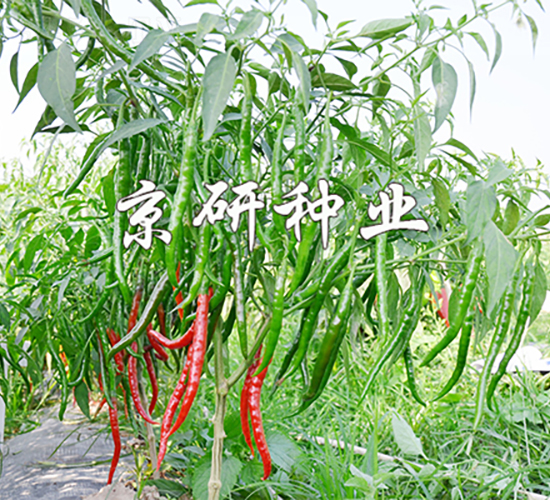 丘北辣1號-辣椒種子-京研種業(yè)