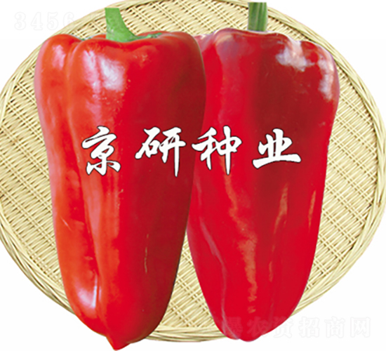 京碩4號(hào)-辣椒種子-京研種業(yè)