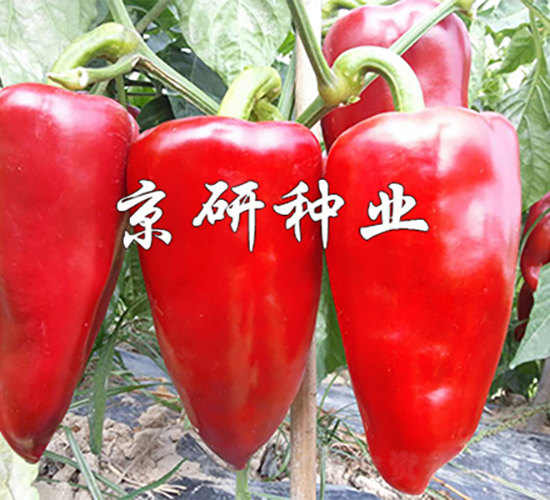 京碩5號(hào)-辣椒種子-京研種業(yè)