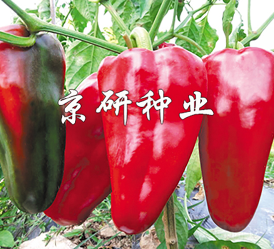 京碩6號-辣椒種子-京研種業(yè)