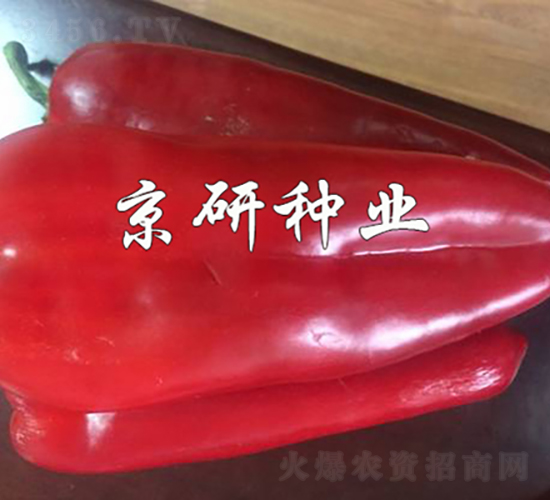 ���T205-�����N��-���зN�I(y��)