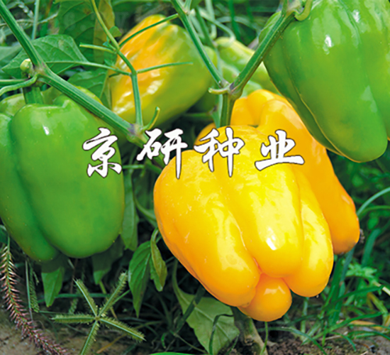 京博3號(hào)-辣椒種子-京研種業(yè)