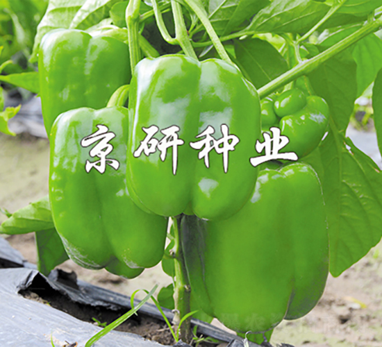 京博5號-辣椒種子-京研種業(yè)
