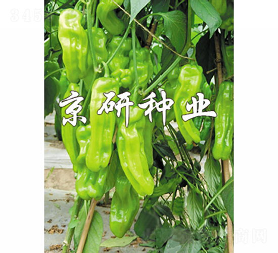 京研165-辣椒種子-京研種業(yè)