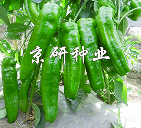 京研468-辣椒種子-京研種業(yè)