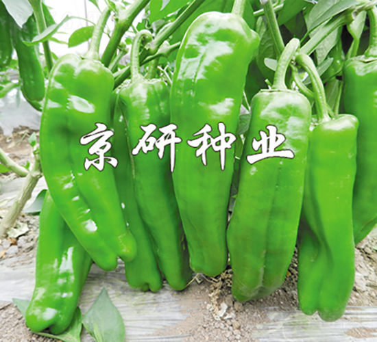 ����901-�����N��-���зN�I(y��)