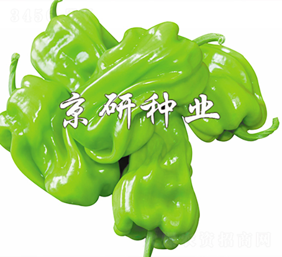 ��Ƥ2̖-�����N��-���зN�I(y��)