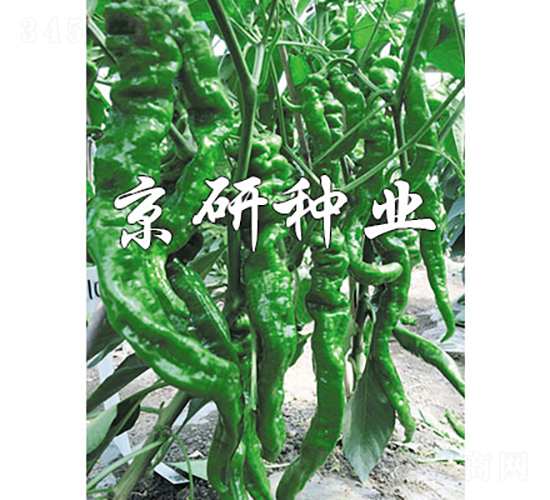 螺絲椒類(lèi)型F1-辣椒種子-京研種業(yè)