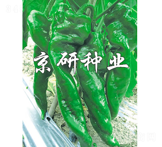 京旋92-辣椒種子-京研種業(yè)
