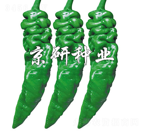 京旋97-辣椒種子-京研種業(yè)