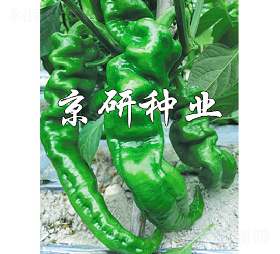 ����26-�����N��-���зN�I(y��)