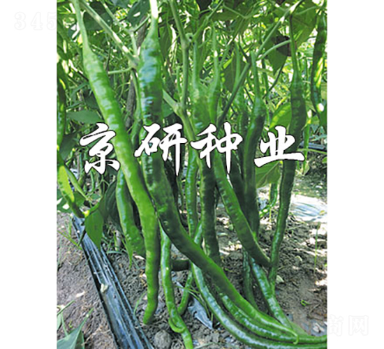 京線158-辣椒種子-京研種業(yè)