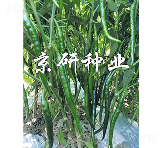 丘北辣2號(hào)-辣椒種子-京研種業(yè)
