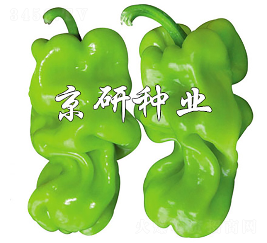 京研皺皮3號(hào)-辣椒種子-京研種業(yè)