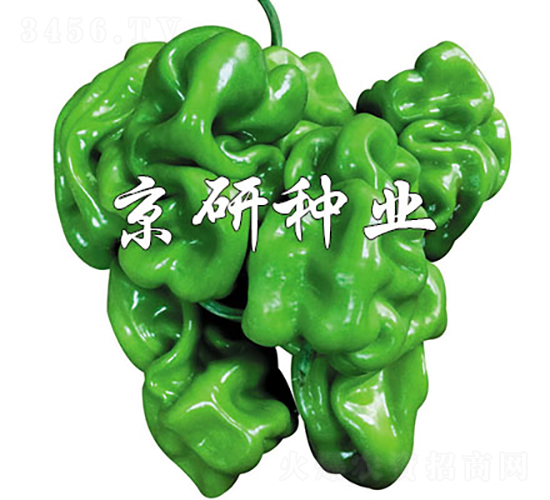 京研皺皮4號-辣椒種子-京研種業(yè)