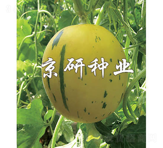 �����S����-��ϷN��-���зN�I(y��)