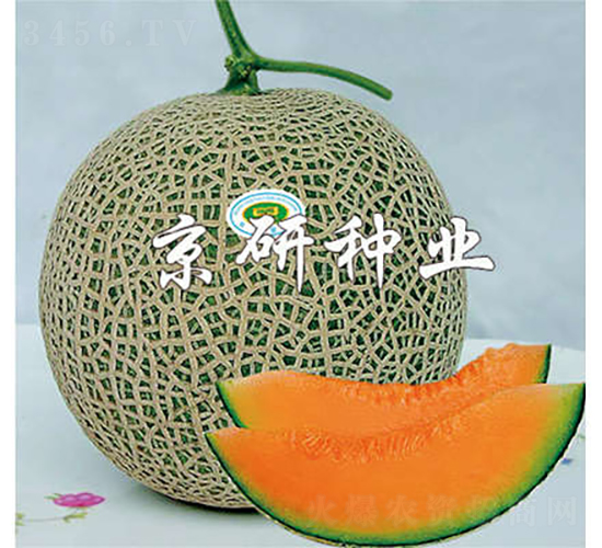 京玉4號-甜瓜種子-京研種業(yè)