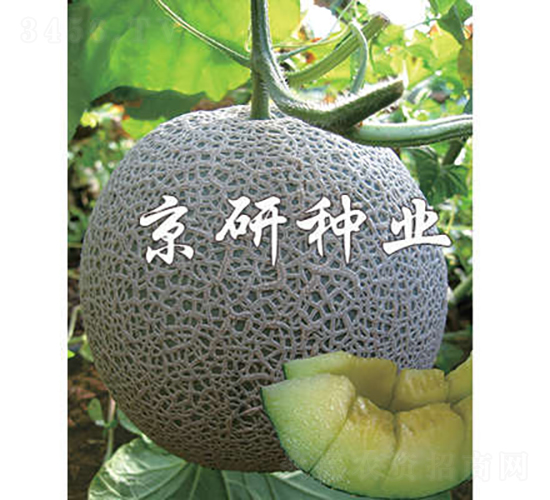 京玉5號-甜瓜種子-京研種業(yè)