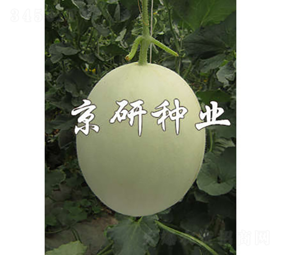 京玉姑2號-甜瓜種子-京研種業(yè)