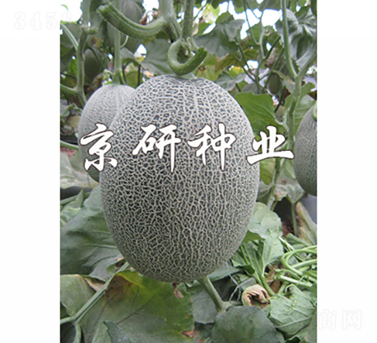 ������18-��ϷN��-���зN�I(y��)