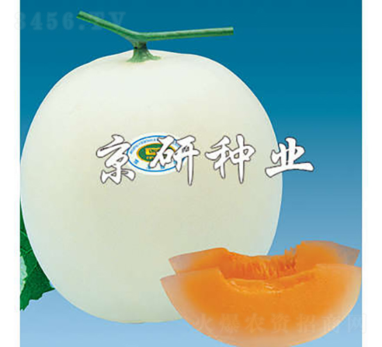 京玉2號-甜瓜種子-京研種業(yè)