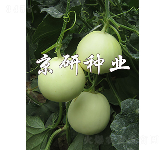 白玉-甜瓜種子-京研種業(yè)