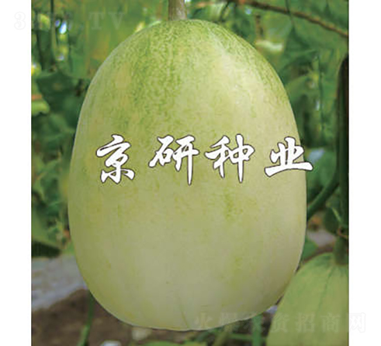京玉10號-甜瓜種子-京研種業(yè)