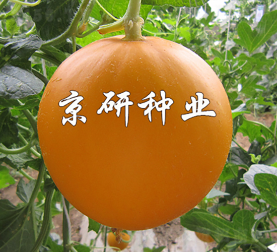 伊麗莎白2號(hào)-甜瓜種子-京研種業(yè)