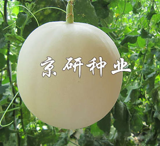 ��������-��ϷN��-���зN�I(y��)