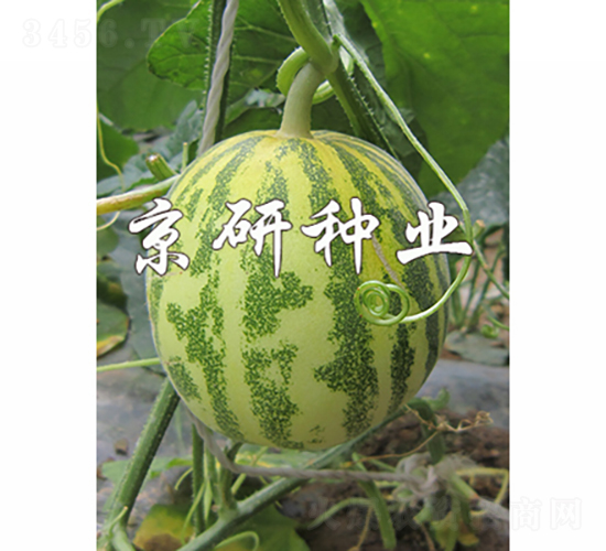 ����850-2-��ϷN��-���зN�I(y��)