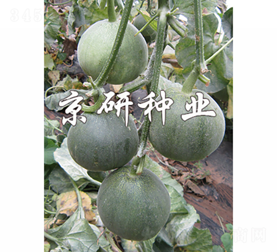 ����G��3̖-��ϷN��-���зN�I(y��)