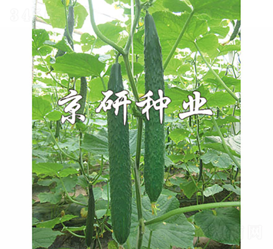京豐68-黃瓜種子-京研種業(yè)