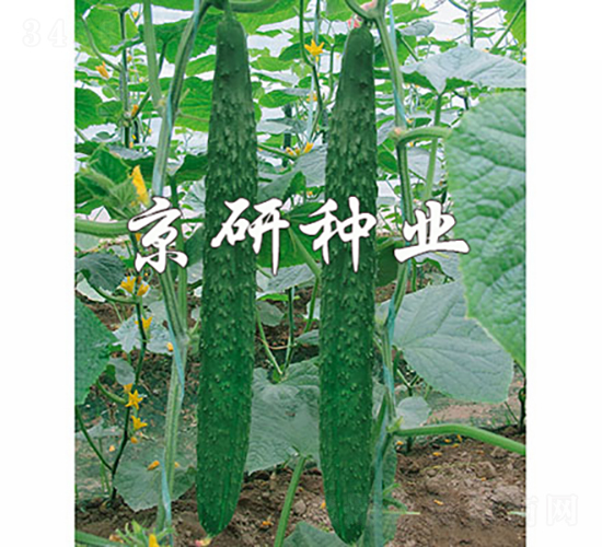 京豐298-黃瓜種子-京研種業(yè)