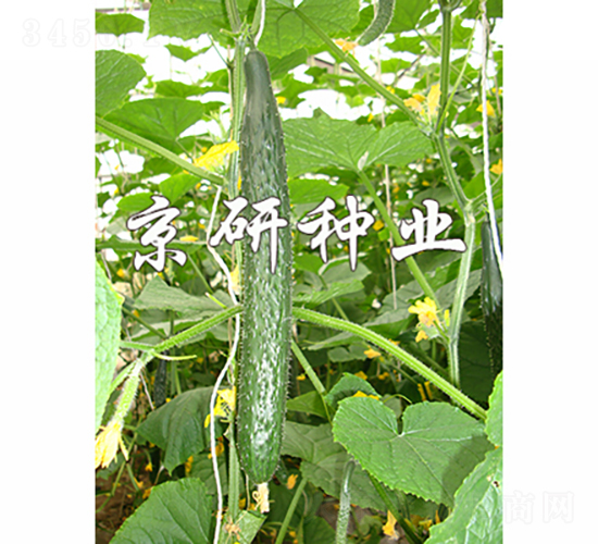 京研冬寶1568-黃瓜種子-京研種業(yè)