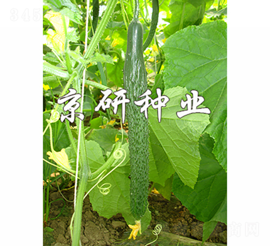 京研E31-黃瓜種子-京研種業(yè)