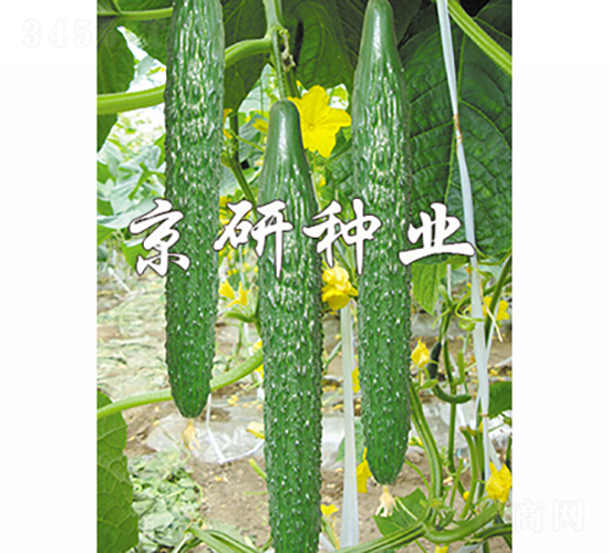 京研108-黃瓜種子-京研種業(yè)
