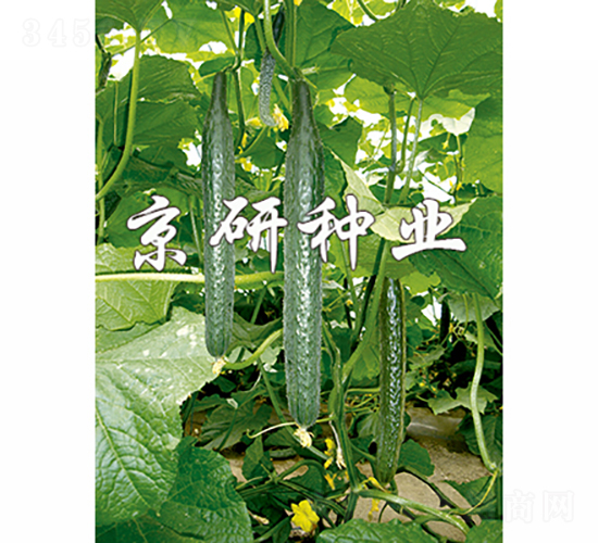 京研107-黃瓜種子-京研種業(yè)