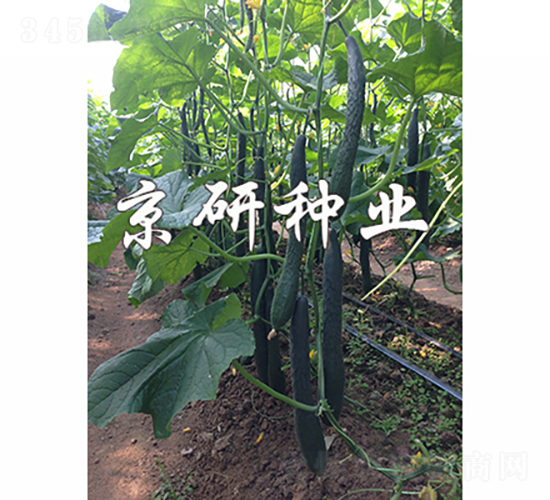 ���S235-�S�ϷN��-���зN�I(y��)