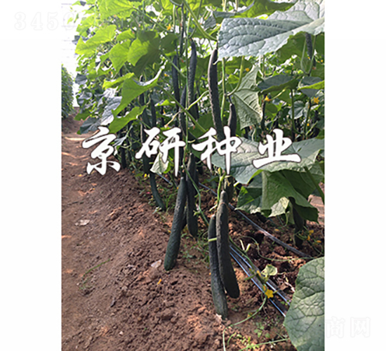 京豐440-黃瓜種子-京研種業(yè)