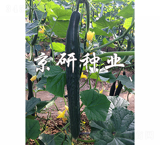 京豐459-黃瓜種子-京研種業(yè)