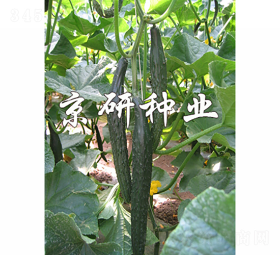 京豐320-黃瓜種子-京研種業(yè)