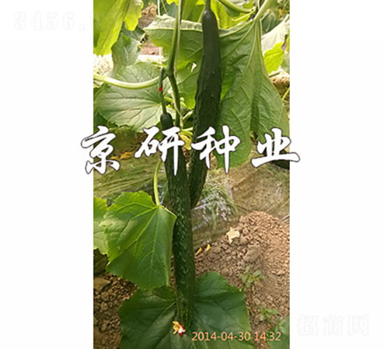 京豐16-黃瓜種子-京研種業(yè)