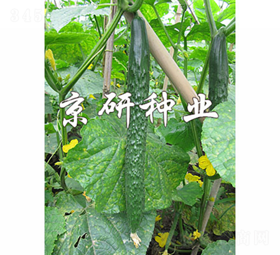 京研春秋綠3號(hào)-黃瓜種子-京研種業(yè)
