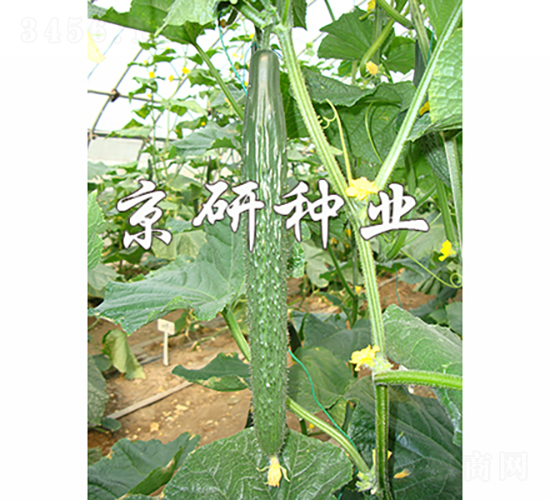 ����118-�S�ϷN��-���зN�I(y��)