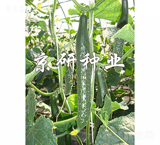 京研綠寶1249-黃瓜種子-京研種業(yè)