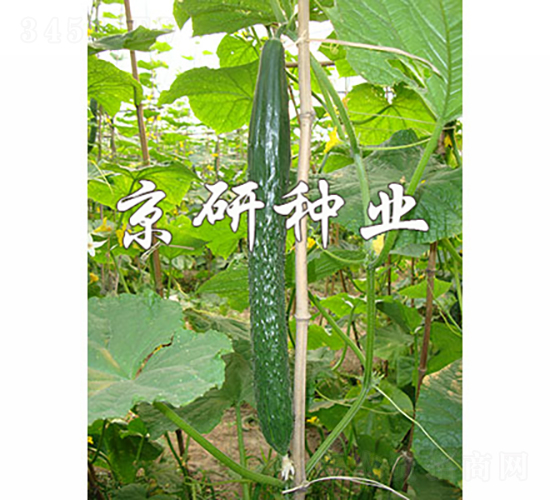 ����407-�S�ϷN��-���зN�I(y��)